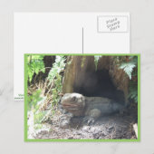 Carte Postale Komodo Dragon Sortant De Sa Maison Sous Arbre (Devant / Derrière)