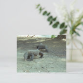 Carte Postale Komodo Dragons (Debout devant)