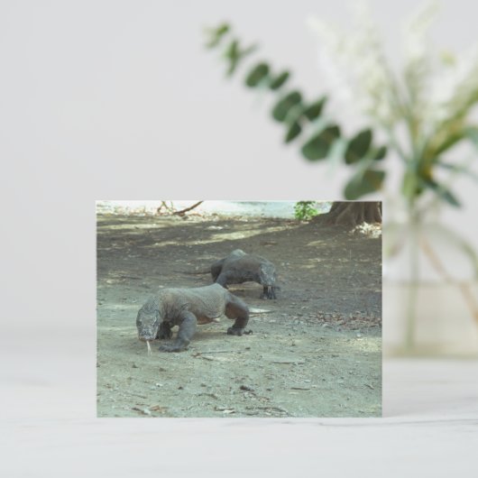 Carte Postale Komodo Dragons (Debout devant)