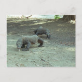 Carte Postale Komodo Dragons (Devant)