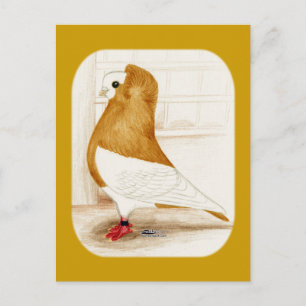 Carte Postale Komorner Yellow Mag Pigeon 1973