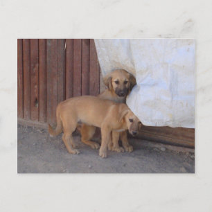 Carte postale Koochee Pups