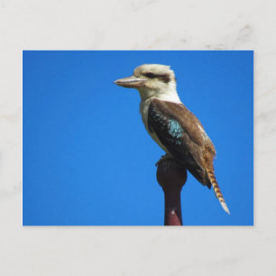 Carte Postale kookaburra