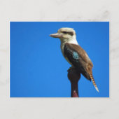 Carte Postale kookaburra (Devant)