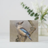 Carte postale Kookaburra (Debout devant)