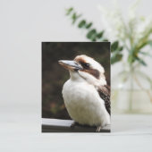 Carte Postale Kookaburra (Debout devant)