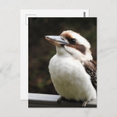 Carte Postale Kookaburra (Devant / Derrière)