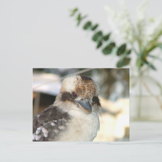 Carte postale Kookaburra (Debout devant)