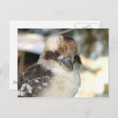 Carte postale Kookaburra (Devant / Derrière)
