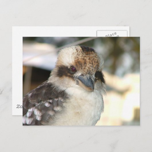Carte postale Kookaburra (Devant / Derrière)