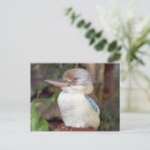 Carte postale Kookaburra (Debout devant)