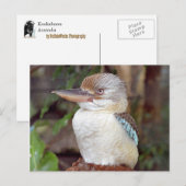Carte postale Kookaburra (Devant / Derrière)