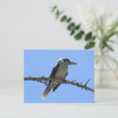 Carte Postale Kookaburra (Debout devant)
