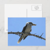 Carte Postale Kookaburra (Devant / Derrière)