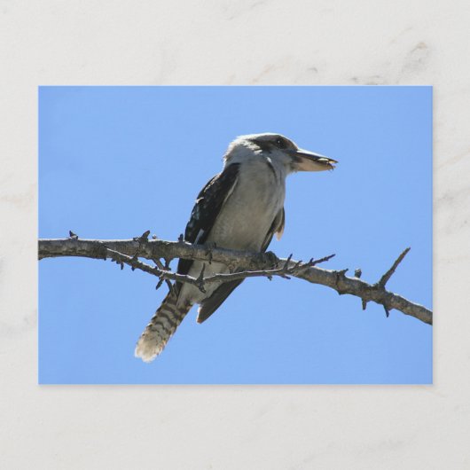 Carte Postale Kookaburra (Devant)