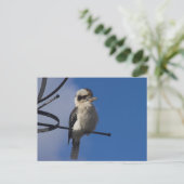 Carte Postale Kookaburra (Debout devant)
