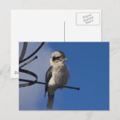 Carte Postale Kookaburra (Devant / Derrière)