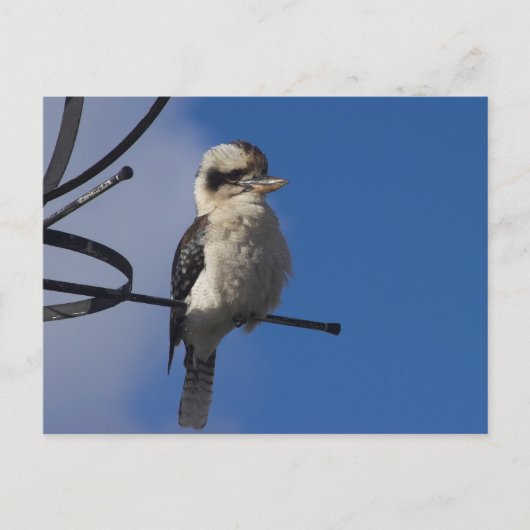 Carte Postale Kookaburra (Devant)
