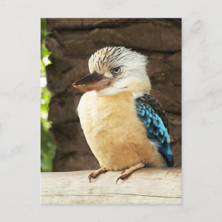Carte Postale Kookaburra