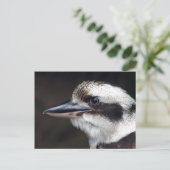 Carte Postale Kookaburra (Debout devant)