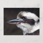 Carte Postale Kookaburra (Devant)
