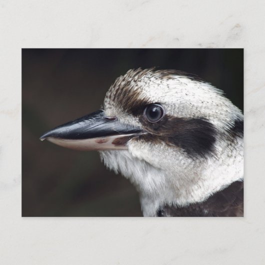 Carte Postale Kookaburra (Devant)