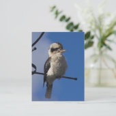 Carte Postale Kookaburra (Debout devant)