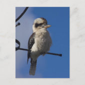 Carte Postale Kookaburra (Devant)