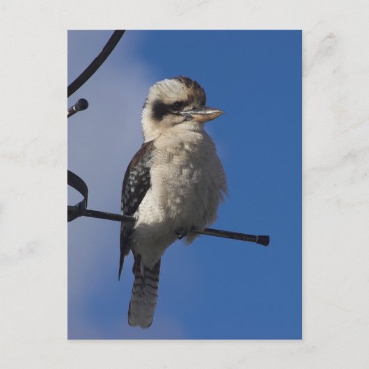 Carte Postale Kookaburra (Devant)