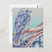 Carte Postale Kookaburra australien (Devant / Derrière)