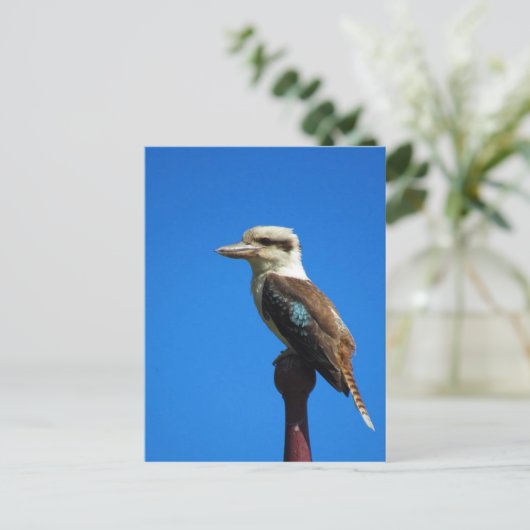 Carte Postale kookaburra BLEU (Debout devant)