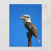 Carte Postale kookaburra BLEU (Devant)