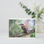 Carte Postale Kookaburra sur branche (Debout devant)