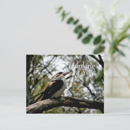 Carte postale Kookaburra Thoughts (Debout devant)