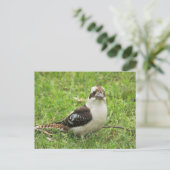 Carte Postale Kookabuura (Debout devant)