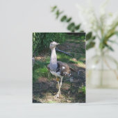 Carte Postale Kori Bustard Bird (Debout devant)