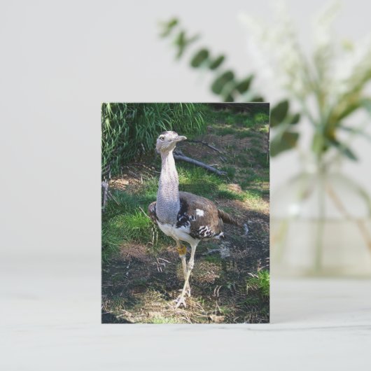 Carte Postale Kori Bustard Bird (Debout devant)