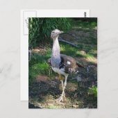 Carte Postale Kori Bustard Bird (Devant / Derrière)