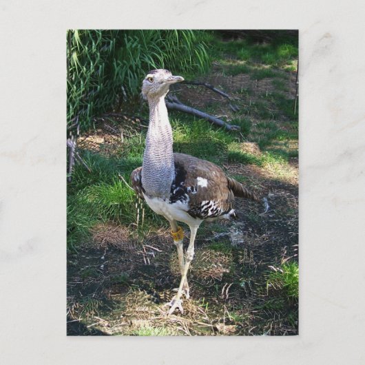 Carte Postale Kori Bustard Bird (Devant)
