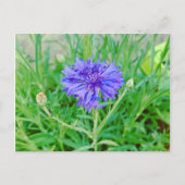 Carte Postale Kornblume (Devant)