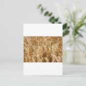 Carte Postale Kornblume (Debout devant)