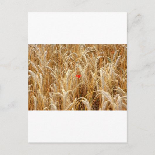 Carte Postale Kornblume (Devant)