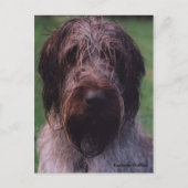 Carte Postale Korthals Griffon - Portrait Tsjip (Devant)