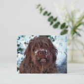 Carte Postale Korthals Griffon - Snowy Sarah (Debout devant)