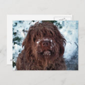 Carte Postale Korthals Griffon - Snowy Sarah (Devant / Derrière)