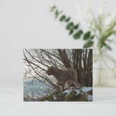 Carte Postale - Korthals Griffon -Tsjip pointage (Debout devant)