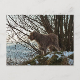 Carte Postale - Korthals Griffon -Tsjip pointage