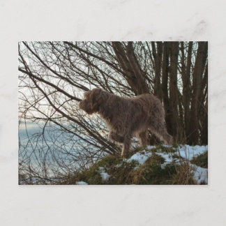 Carte Postale - Korthals Griffon -Tsjip pointage