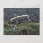 Carte Postale Korthals Griffon - Tsjip sillonnant le pays (Devant)