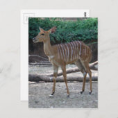 Carte Postale Koudu (Devant / Derrière)